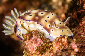 Nudibranch