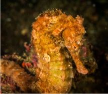 Seahorse